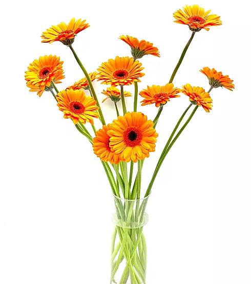 Gerbera orange